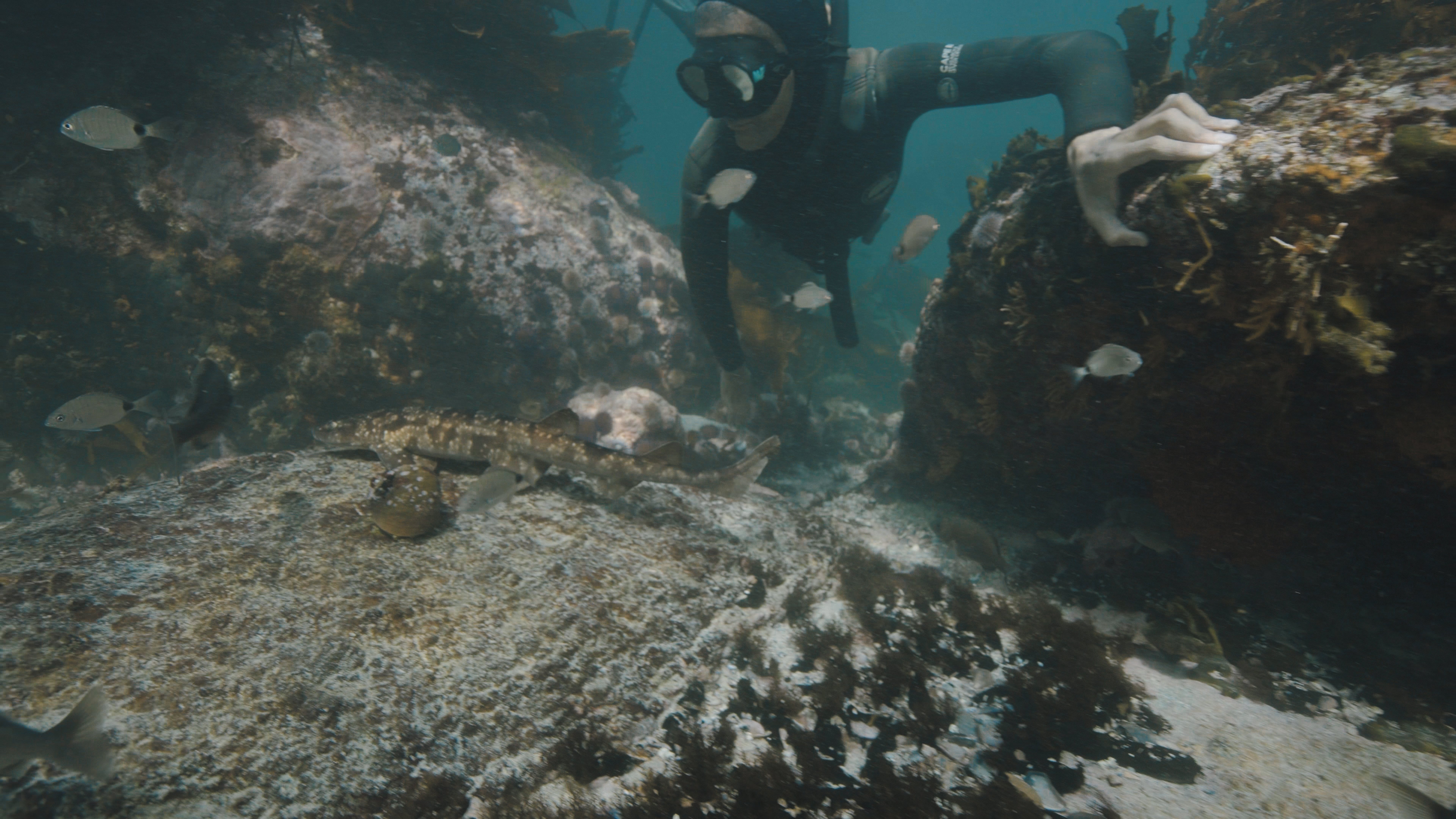 Guardians of the African Seaforest Documentary campaign photo, 2 of 8