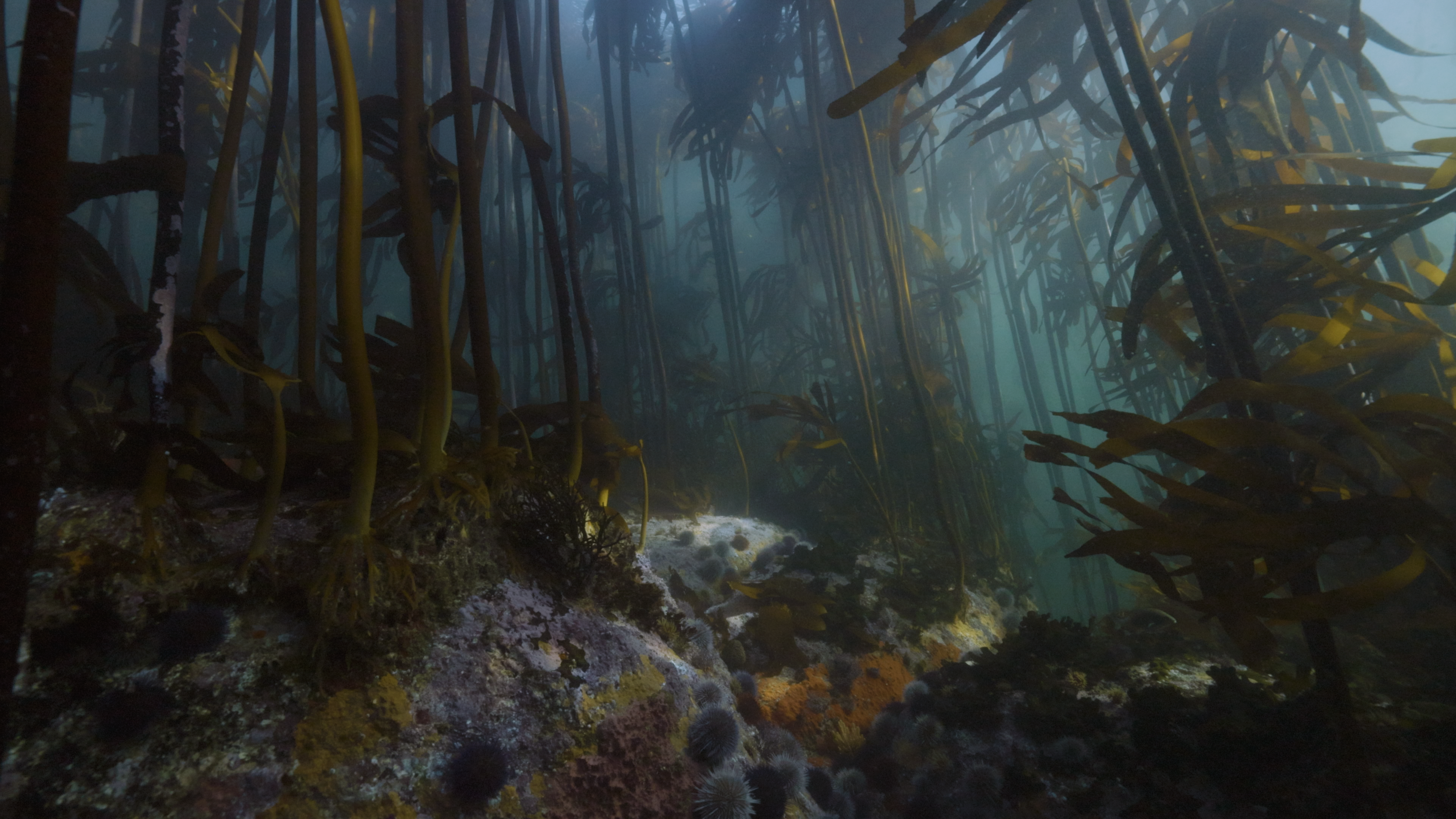 Guardians of the African Seaforest Documentary campaign photo, 4 of 8