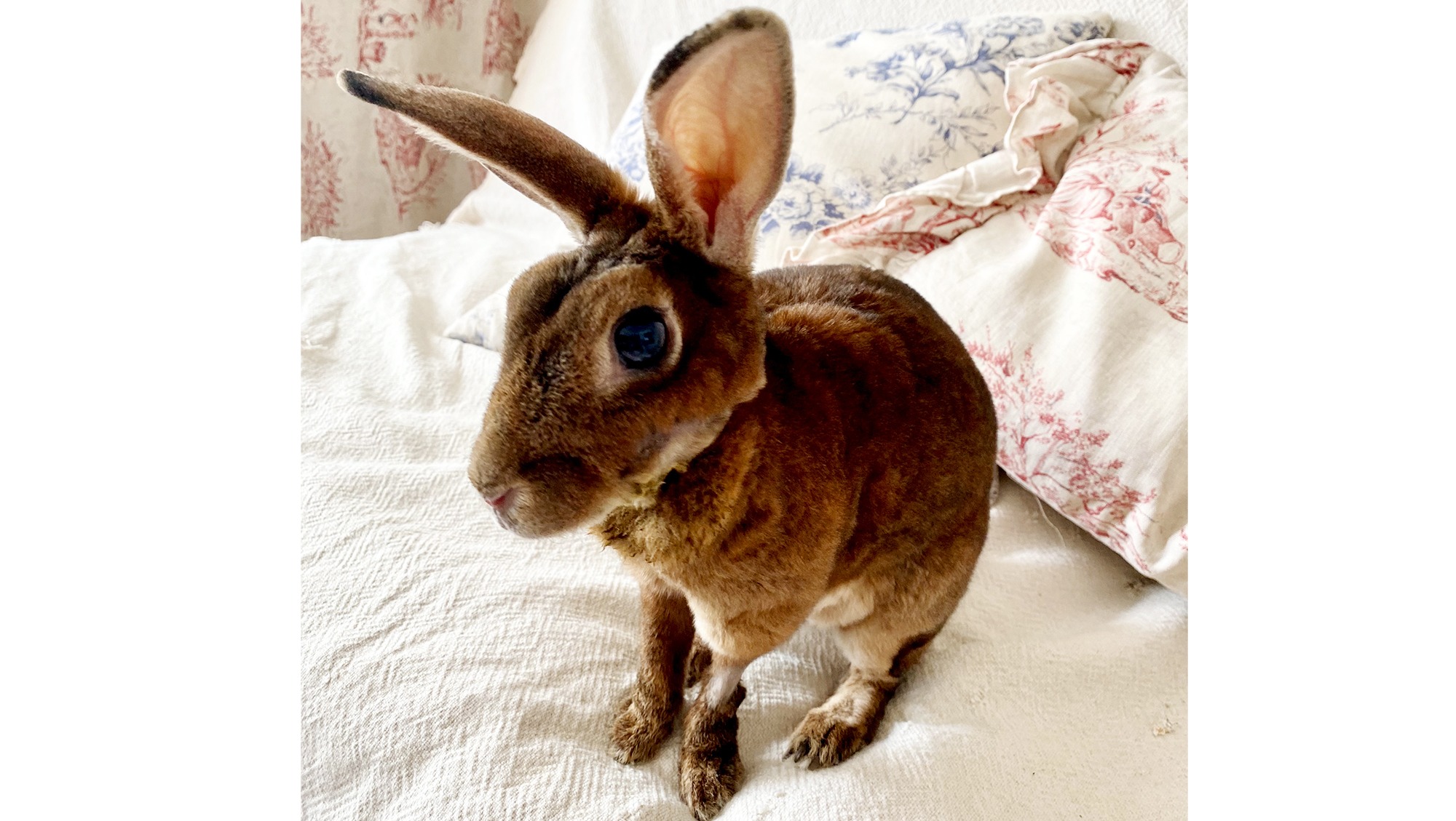 Fundraiser by Akane Ogura Amber's Emergency Vet Fees