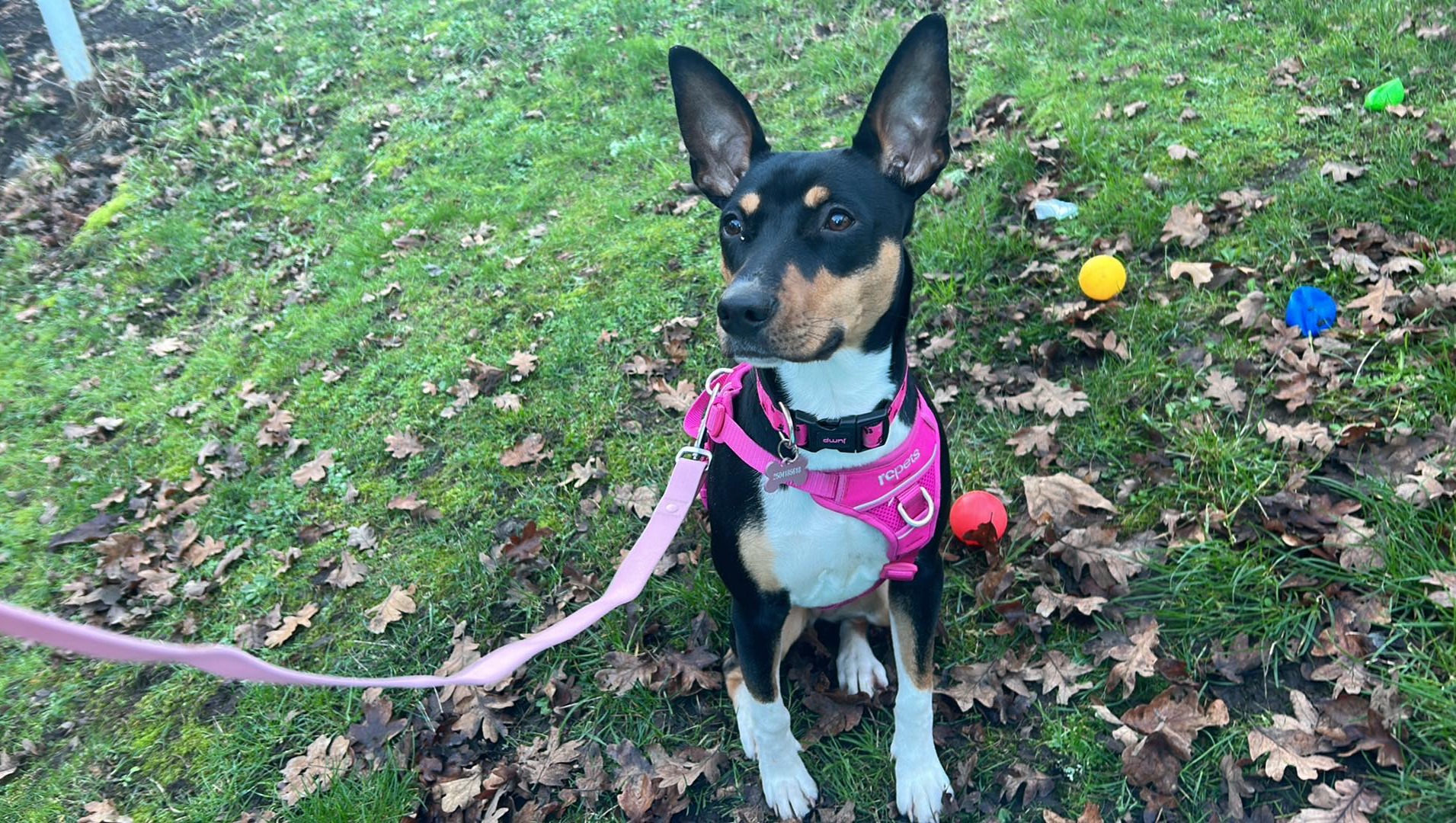 fundraiser-by-sydney-keith-emergency-vet-expenses-for-nova