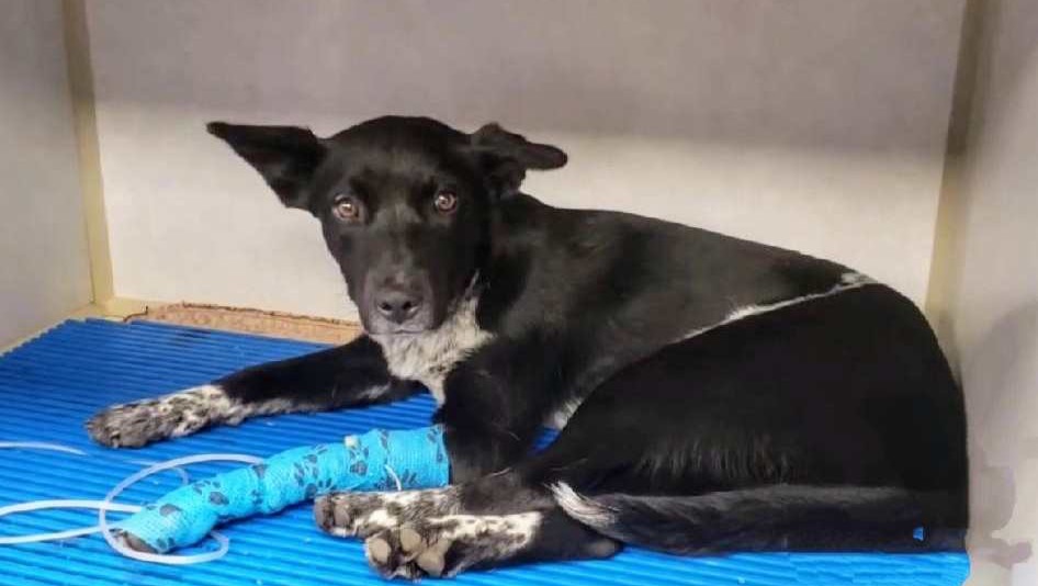 fundraiser-by-a-second-chance-for-ziva-inc-freckles-freedom