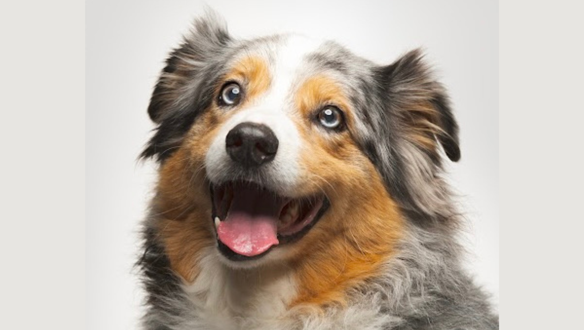 Help Knox's Surgery photo