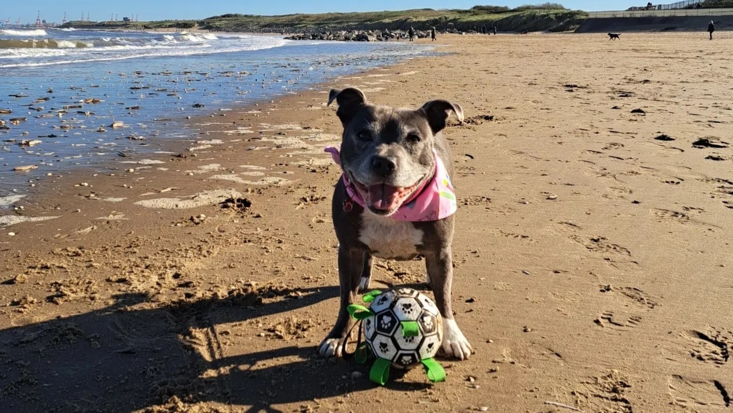 My girl Belle needs help to fight prolong her life photo