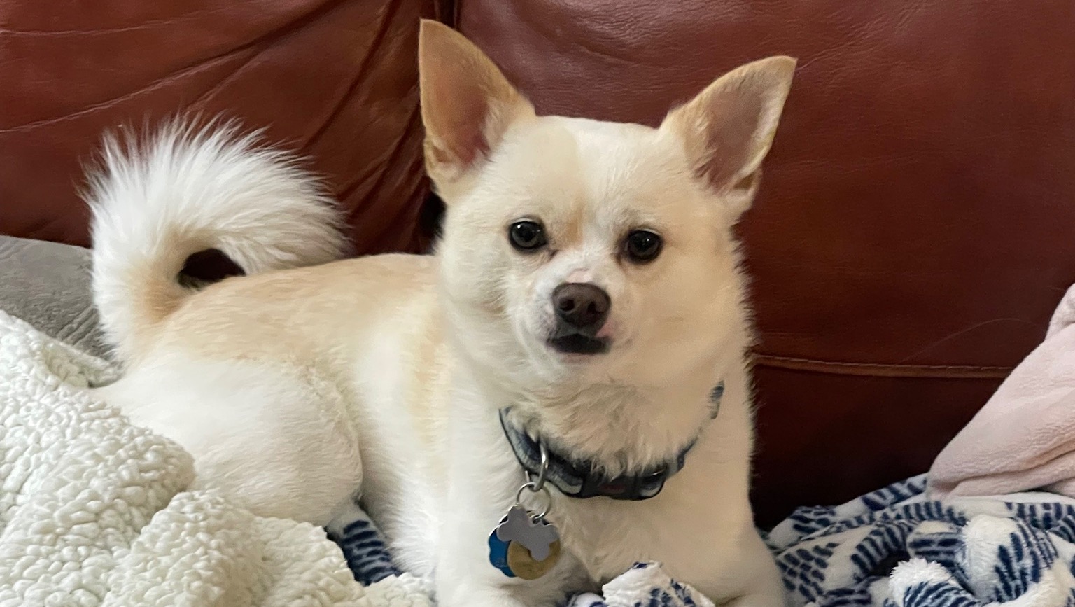 Fundraiser by Kirsten Andres : Help Wiley Fight His Battle Against Lymphoma