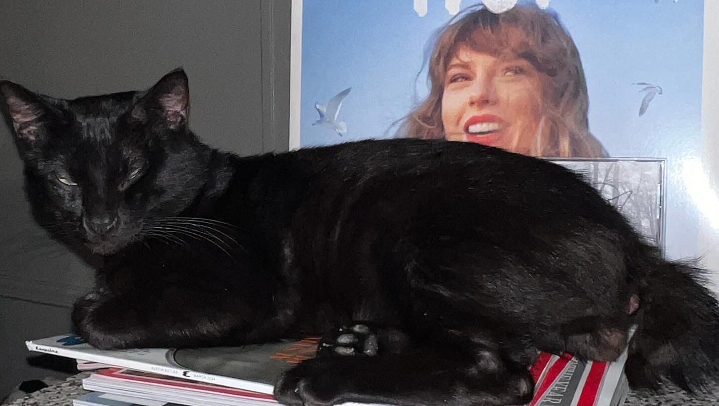 Fundraiser by Alyssa Stidham Support Little Bears Urgent Medical Needs