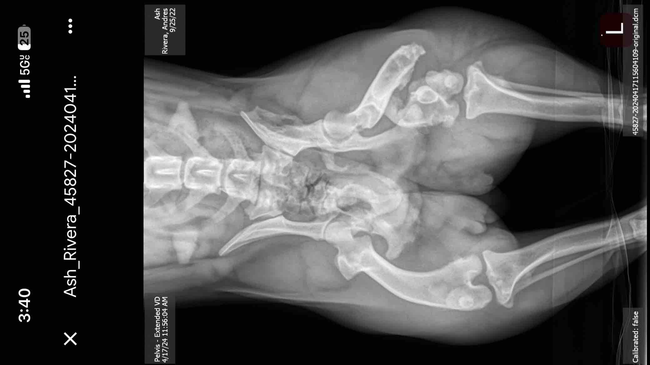 Fundraiser by Andres Rivera Please help with ash’s painful back left leg