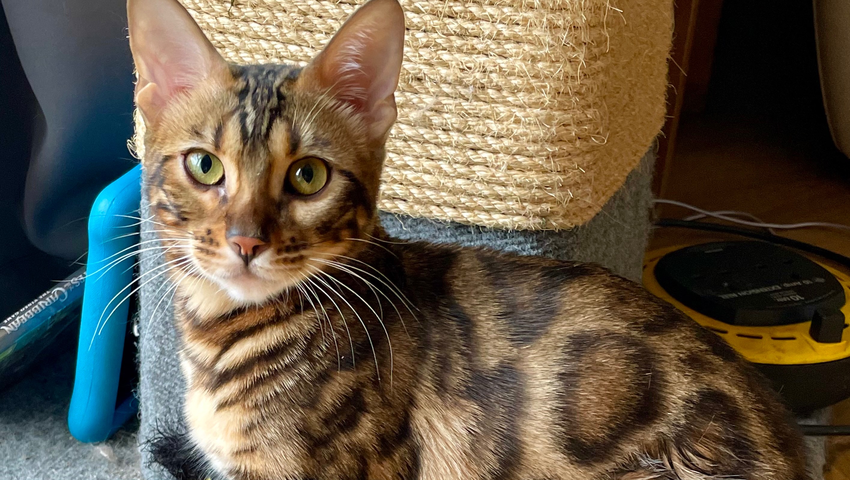 Fundraiser by Emma Lee Cheetara emergency vet fees