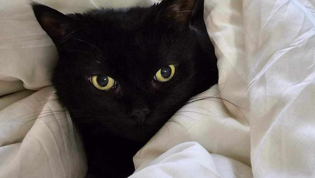 Fundraiser by Carrie Bristol Help Layla Pet Medical Expenses ♥