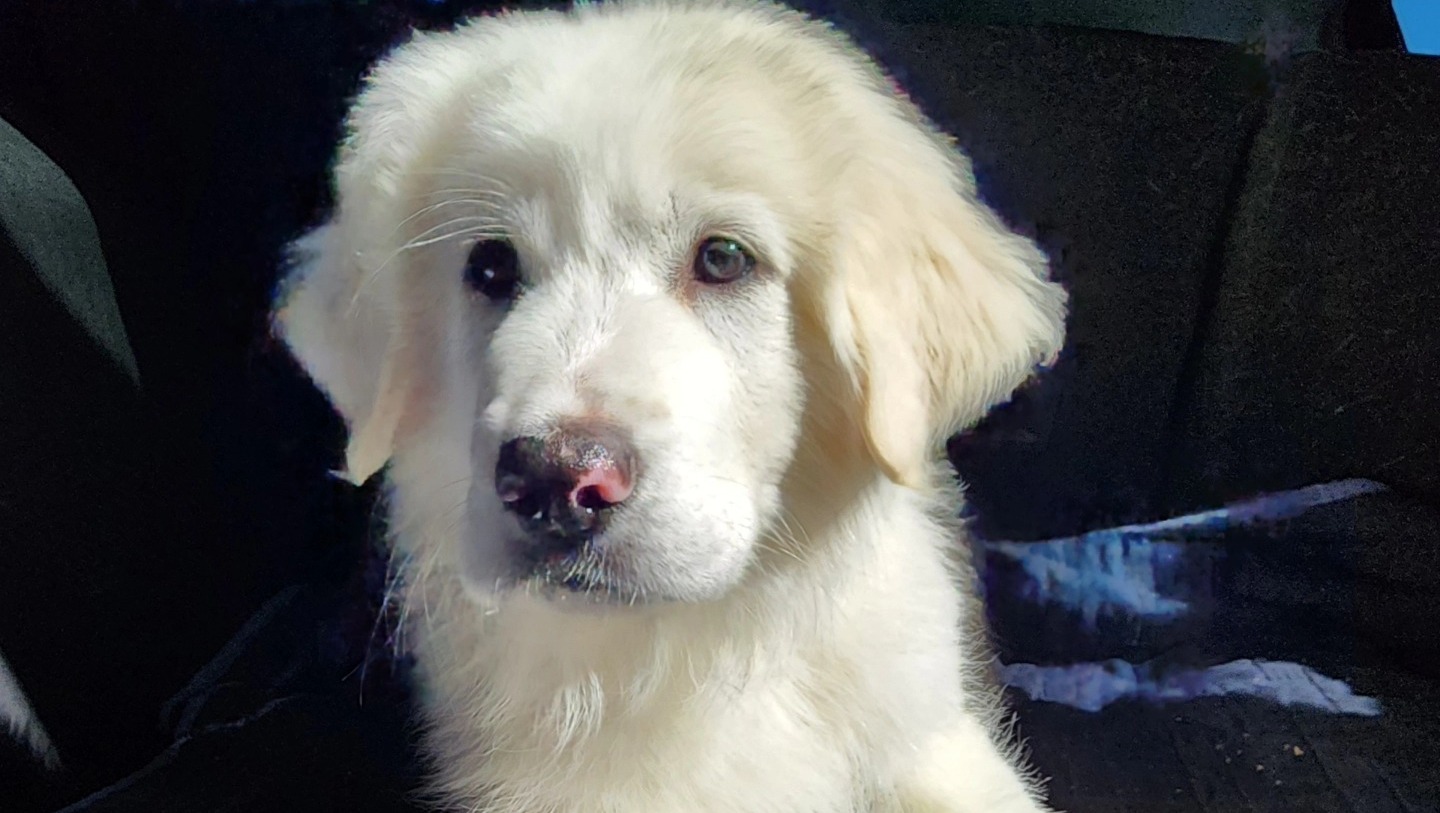 Fundraiser by sierra rommel : Join Everest's Fight for a Second Chance