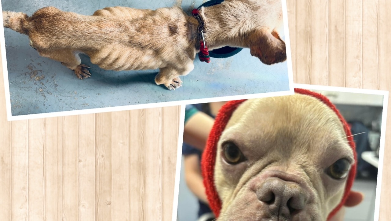 Help raise £10,000 for Rosa photo