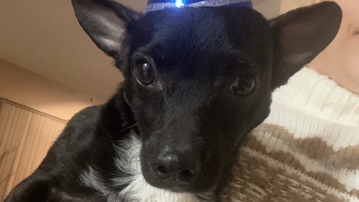 Fundraiser for Alicia Ciprian by Shanice Reed : Help Smokey Survive His ...