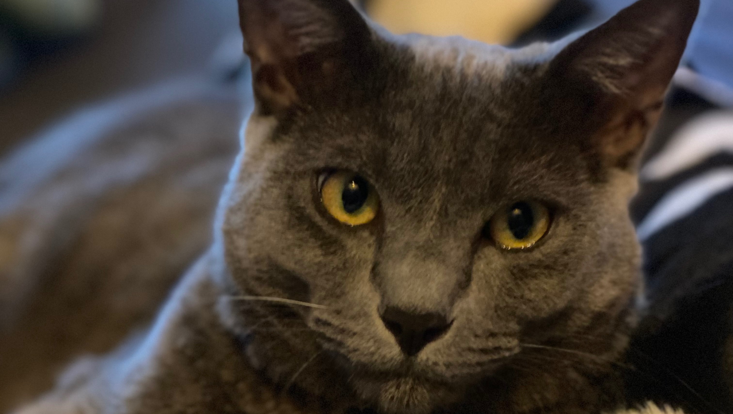 fundraiser-by-reese-johnson-help-stormi-and-the-rescue-house