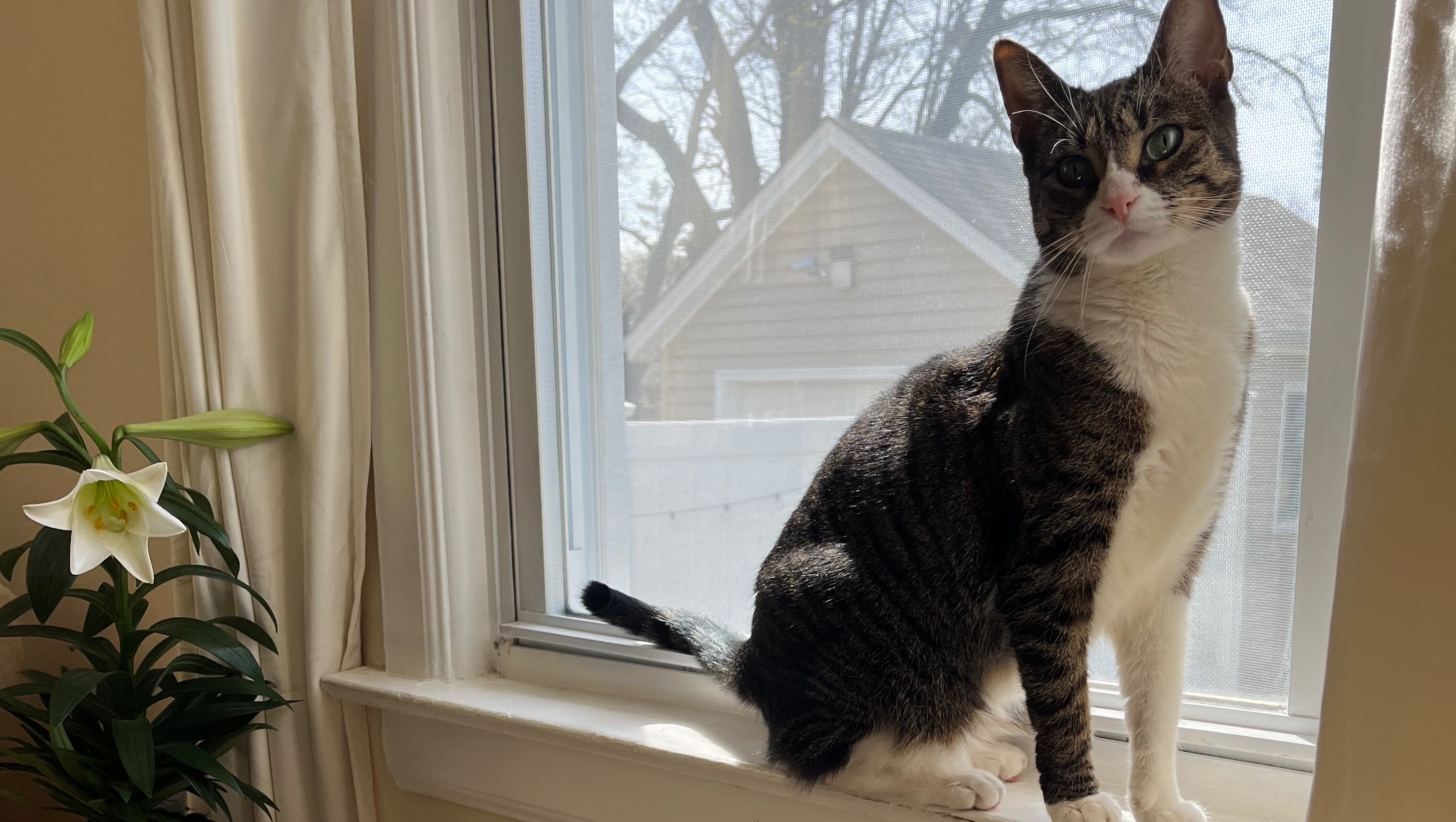 Fundraiser by Sabrina Morrone Please help Luna recover from bladder stone surgery