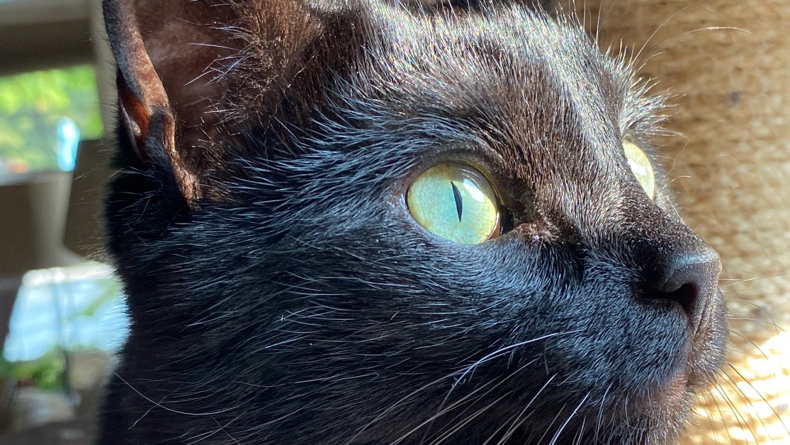 Fundraiser by Gabriella Guarino : Join Dexter's Battle Against Illness