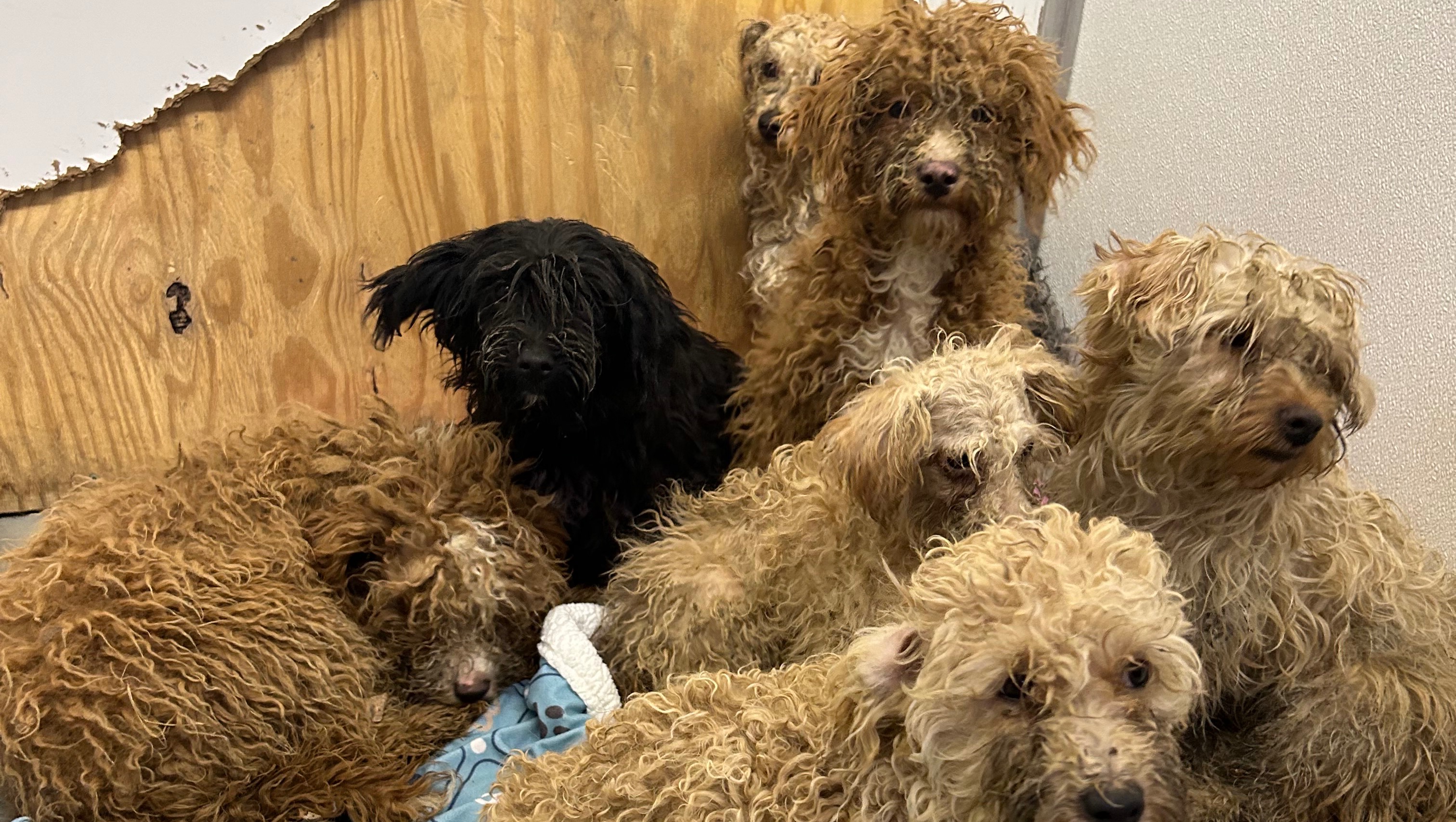 “Sandyston Seven”  
❤️Dumped Dogs Need Help ❤️ photo