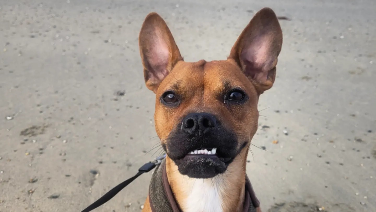 Fundraiser by Madeleine Coles Help Rocco walk again