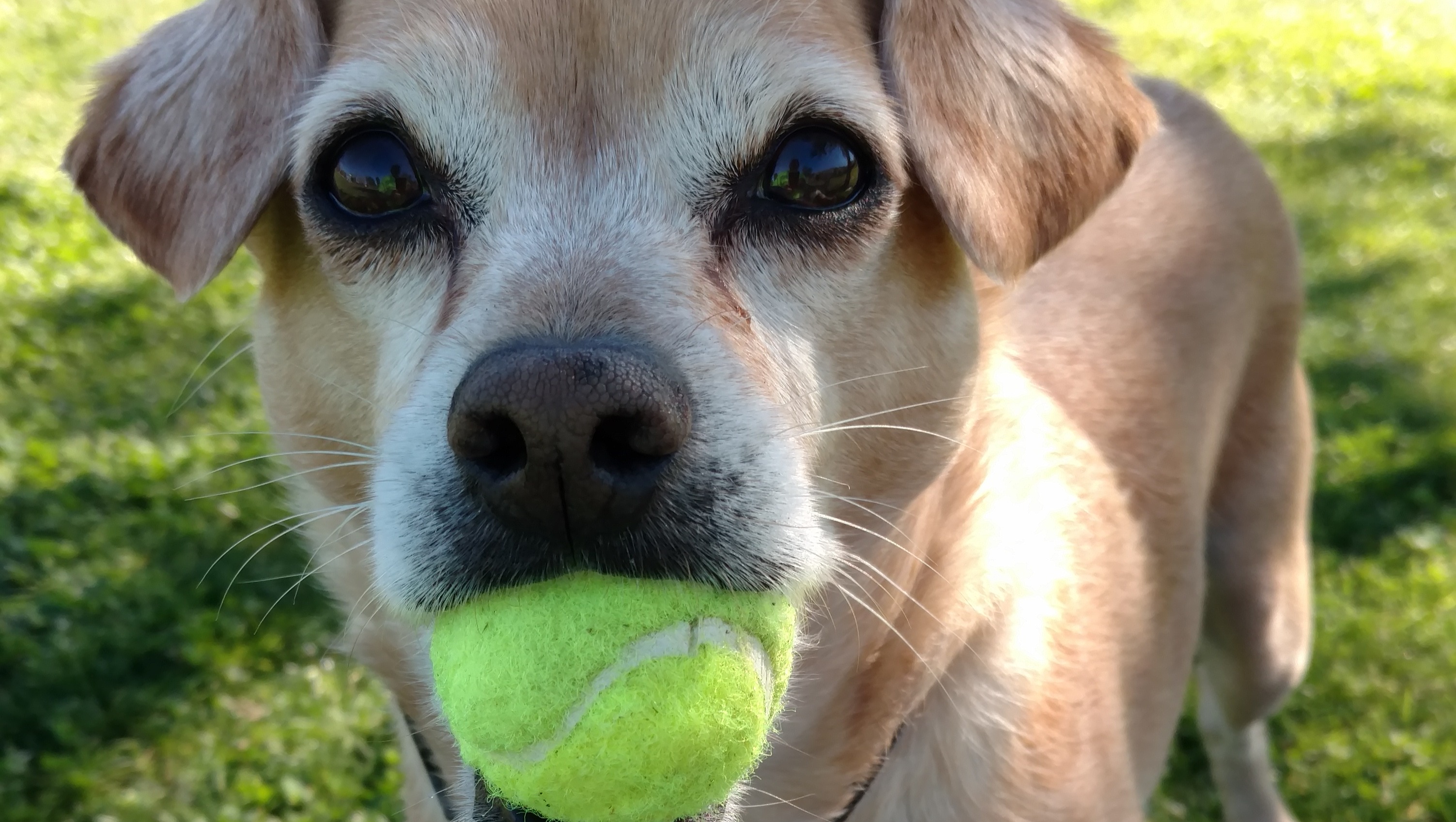 Fundraiser by Wade Cook Support Wade in Pukka's Final Journey