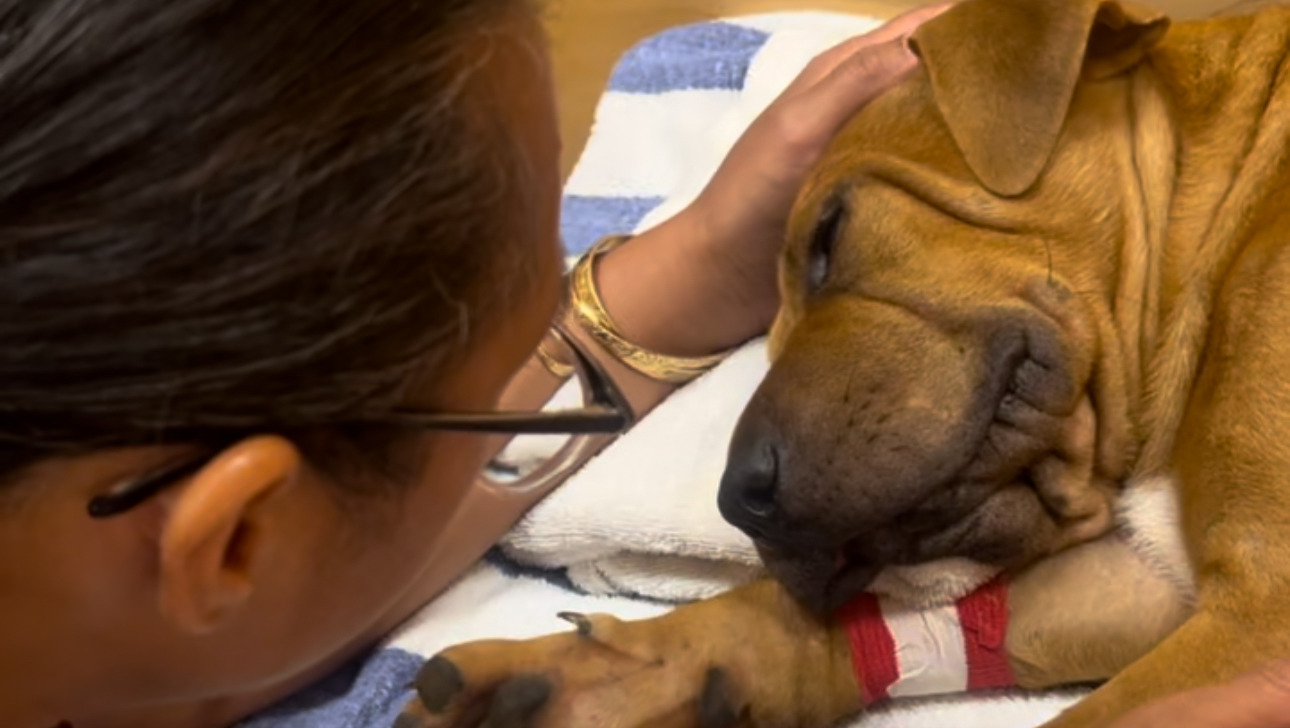 Rescue dog hit and run - please help us save him! photo