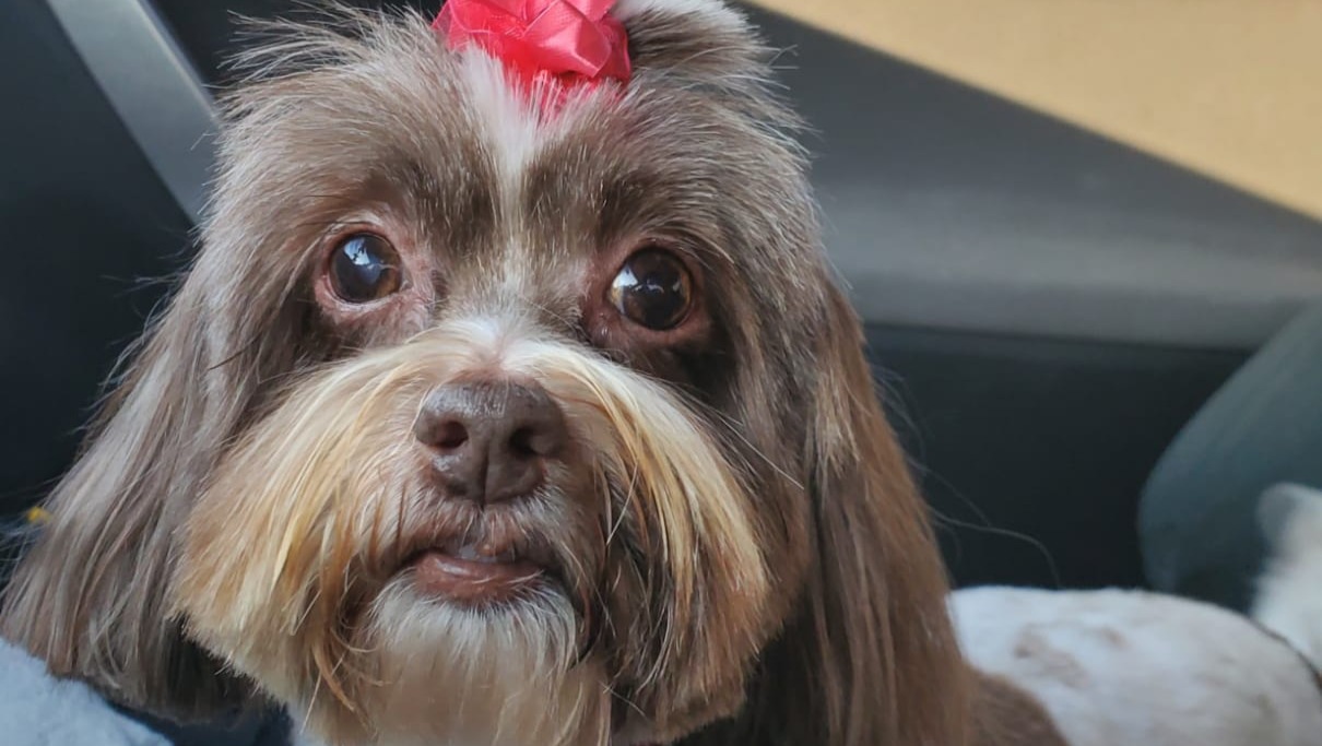 Fundraiser by Rosa Colon Help Leela's Heart Murmur Treatment