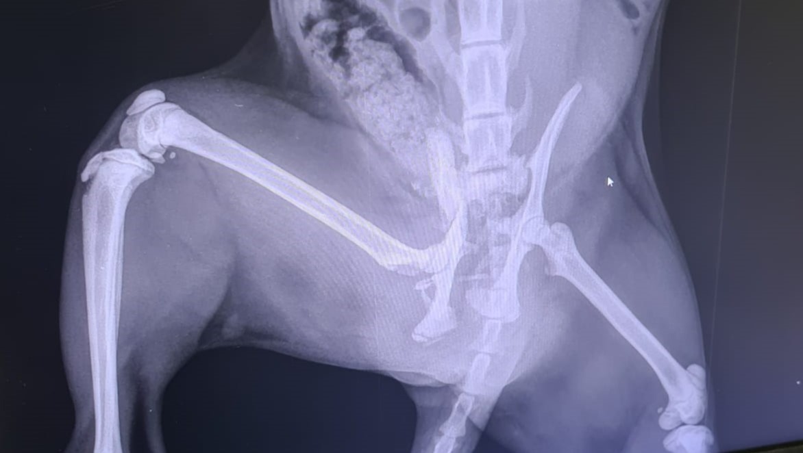 Fundraiser for Michael Tullio by Moonstone Rescue Bria's Pelvis