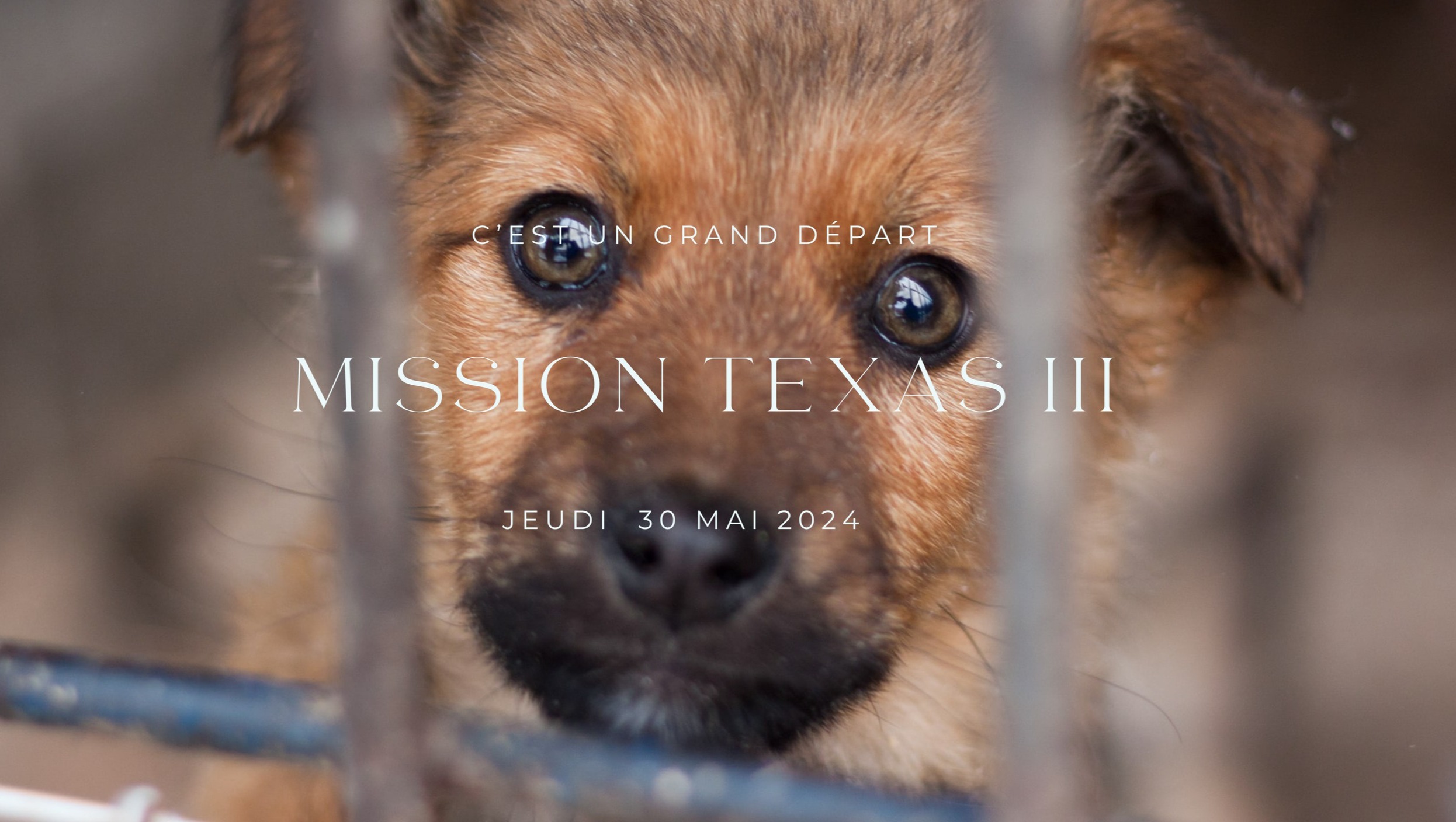 Sauver les chiens de l'euthanasie - Sauvetage Texas III photo
