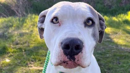 Urgent: Garth Needs Rescue or he will be Euthanized! photo