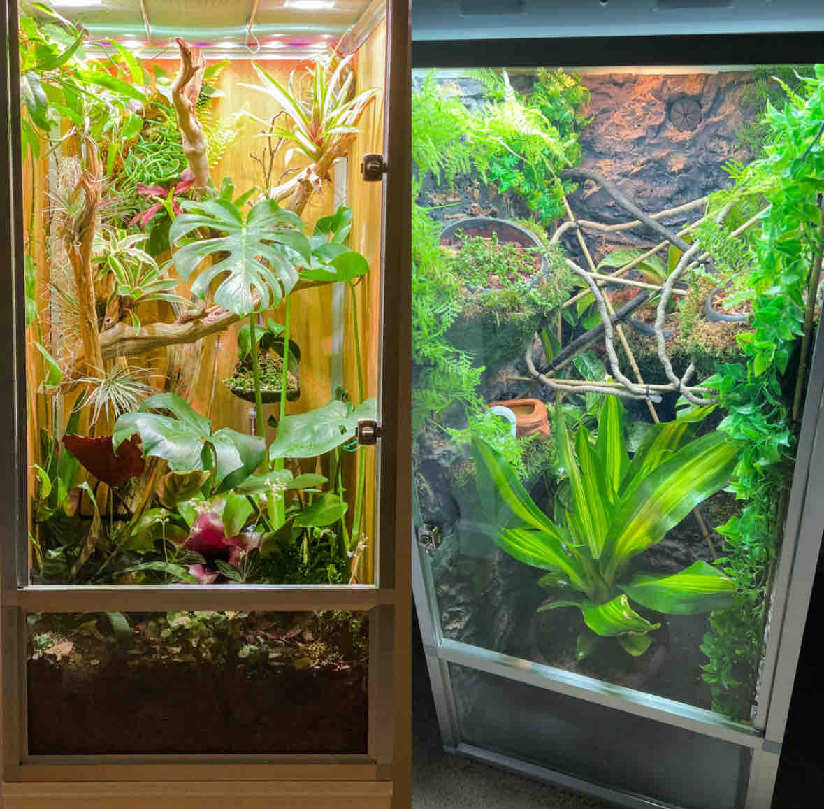 Fundraiser by Scott Peterson : Support 6th Graders' Frog Habitat Project - Toxic Frog Habitat Building