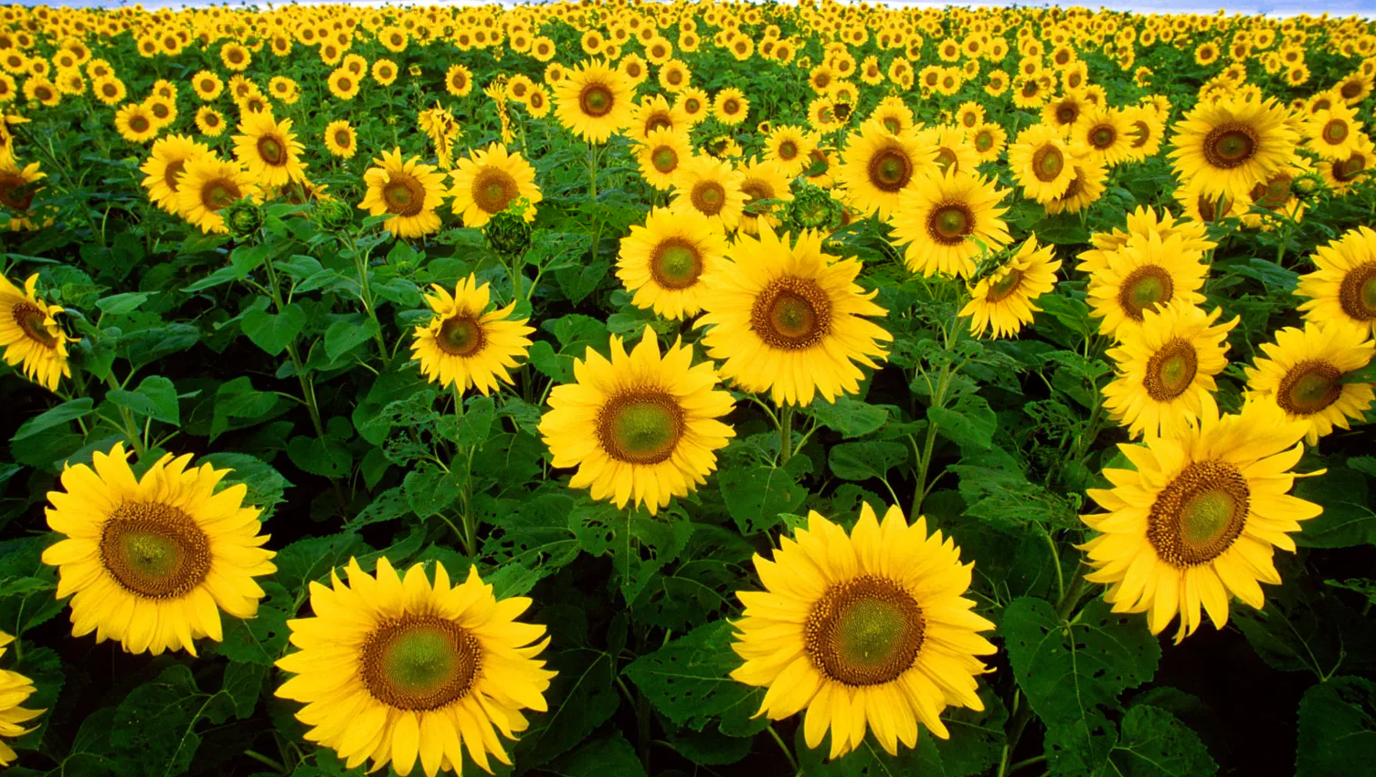 Fundraiser for Patricia Rohman by Ashley Plutchok : Help Massie Family ...