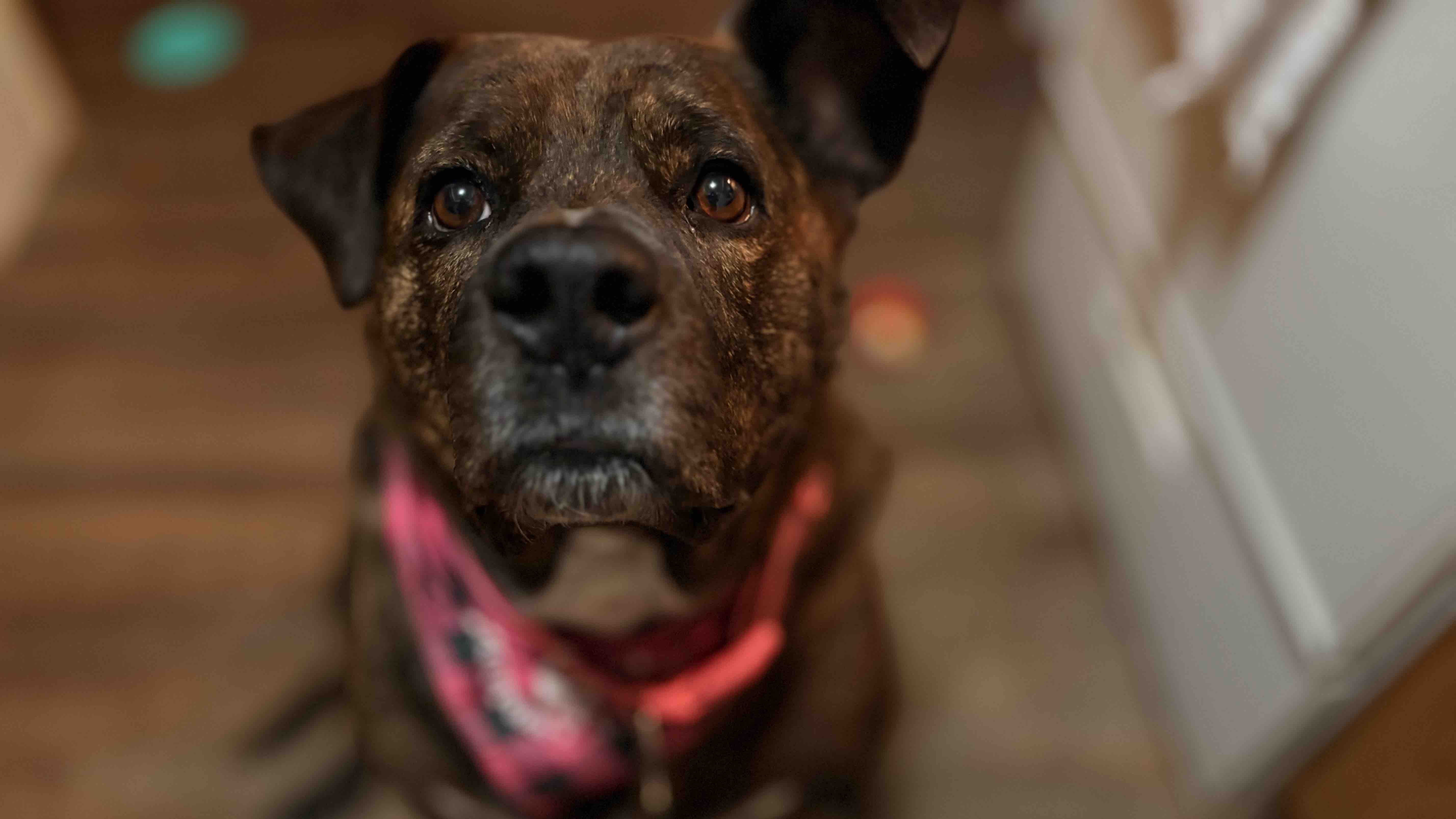 Support Zoey's Road to Recovery photo