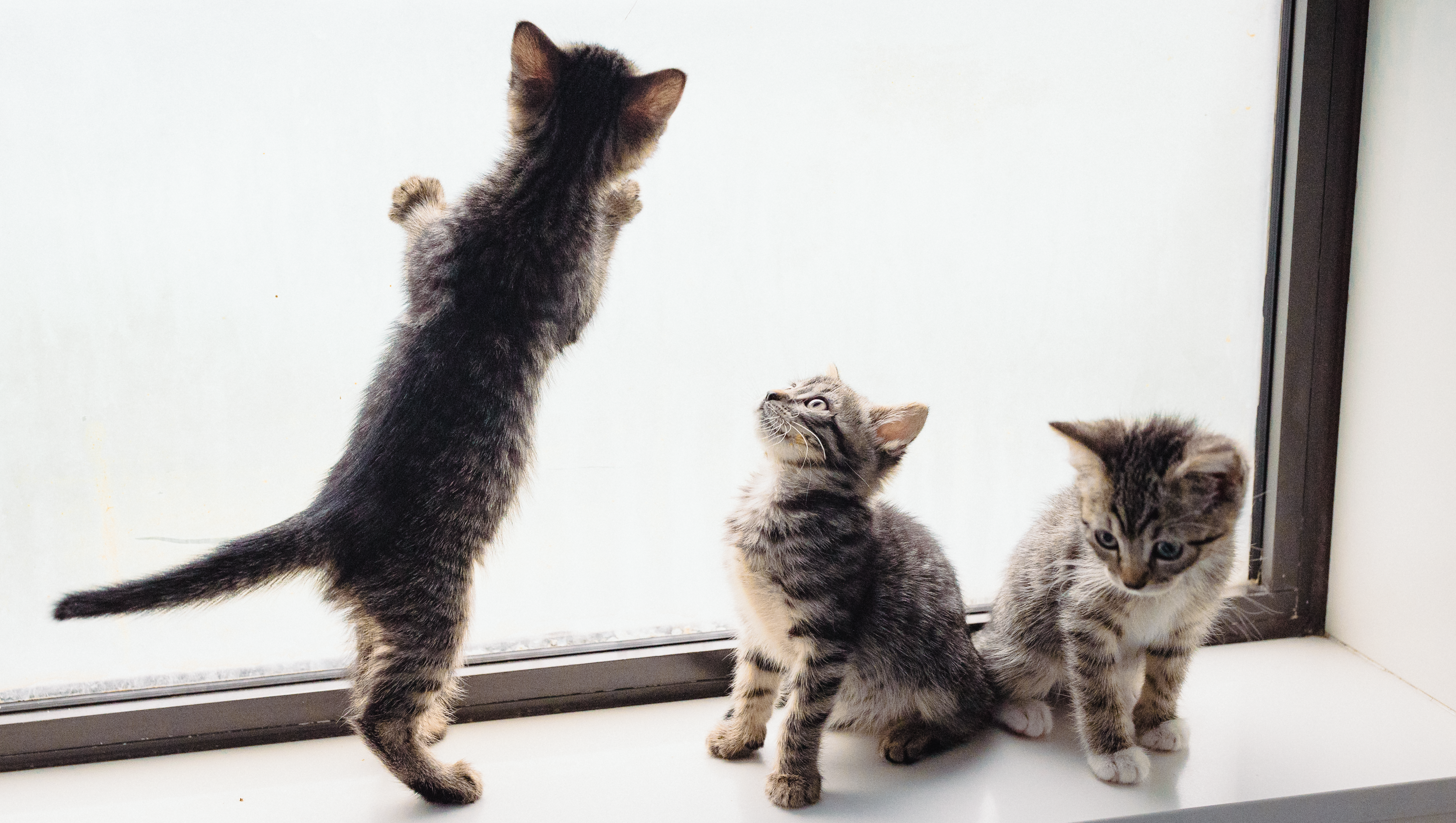 Help Get 10 Lives NYC Off The Ground! pinned link photo