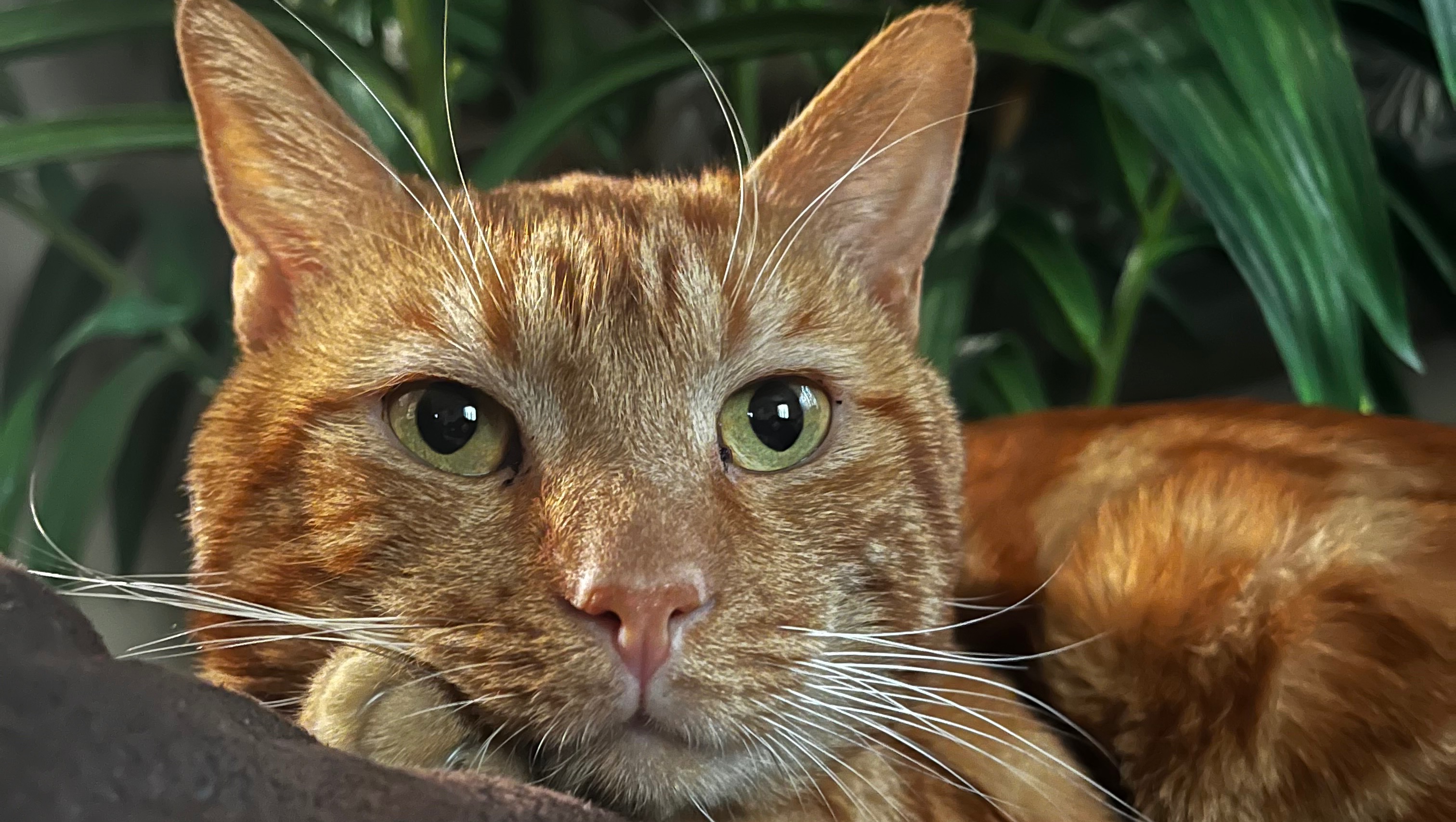 Grace Boor Toothbrush: The Secret Weapon Against Gum Disease Revealed!