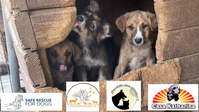 Vier Tierschutzvereine brauchen deine Hilfe !!! photo