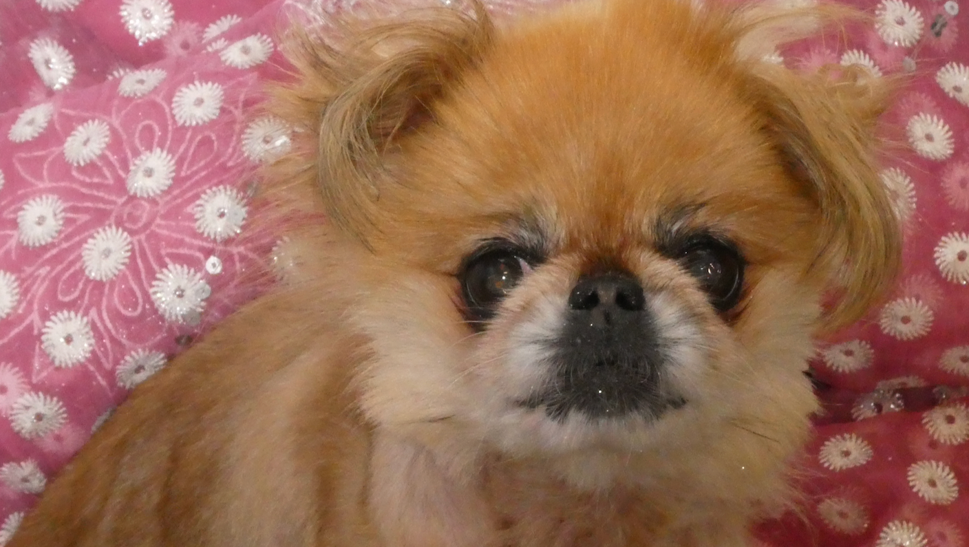 Please Help SSRdogs In June 2024 photo