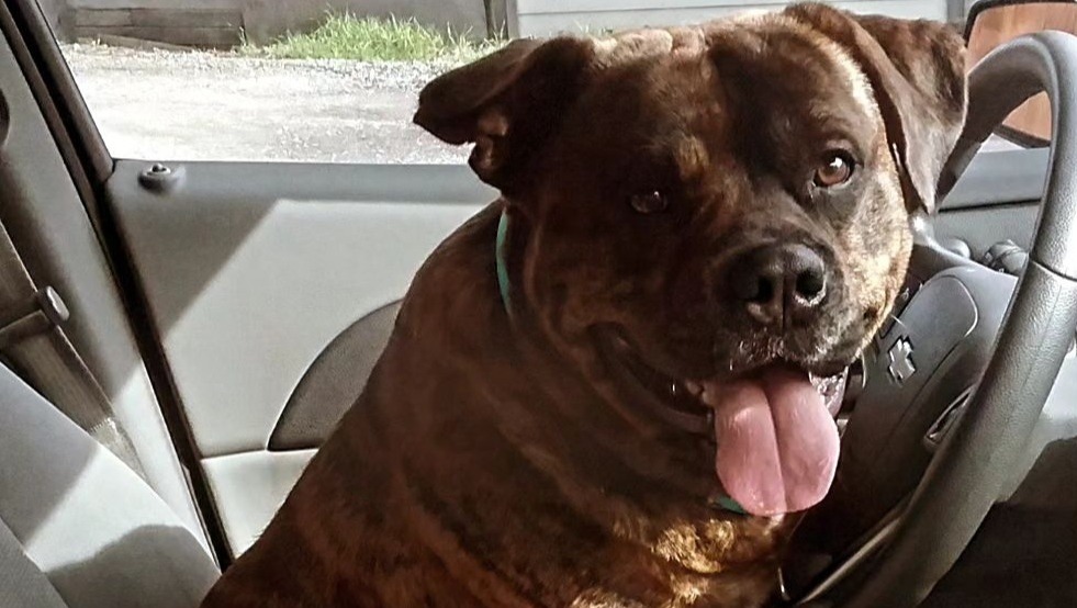 Fundraiser by Sheila Quintana Support King's Fight Against Liver cancer