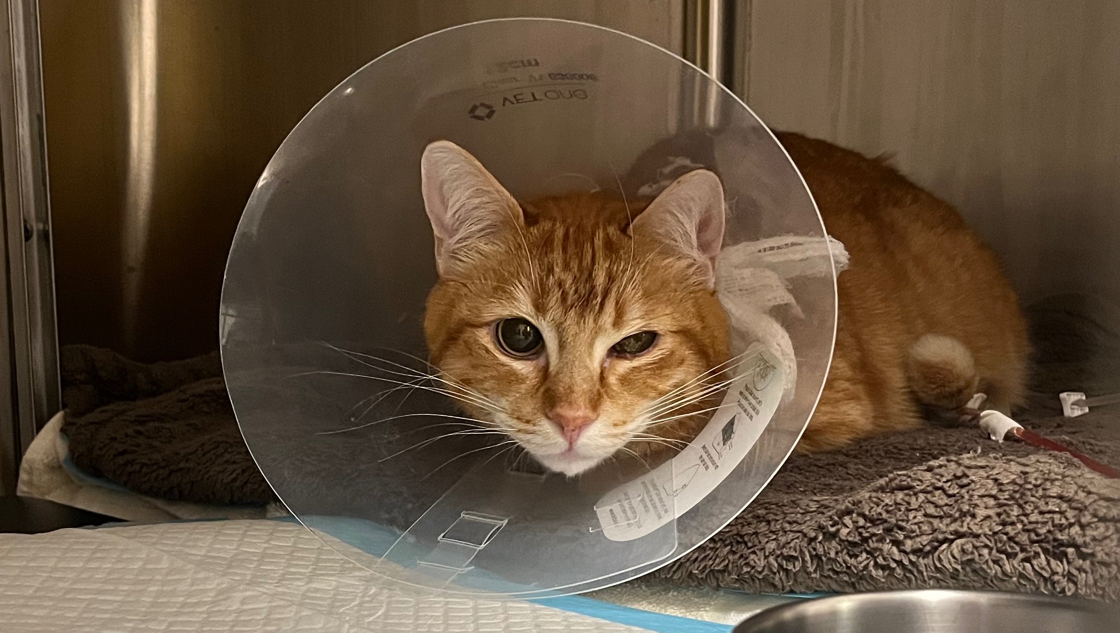 URGENT Support Morris's Life-Saving Procedure photo