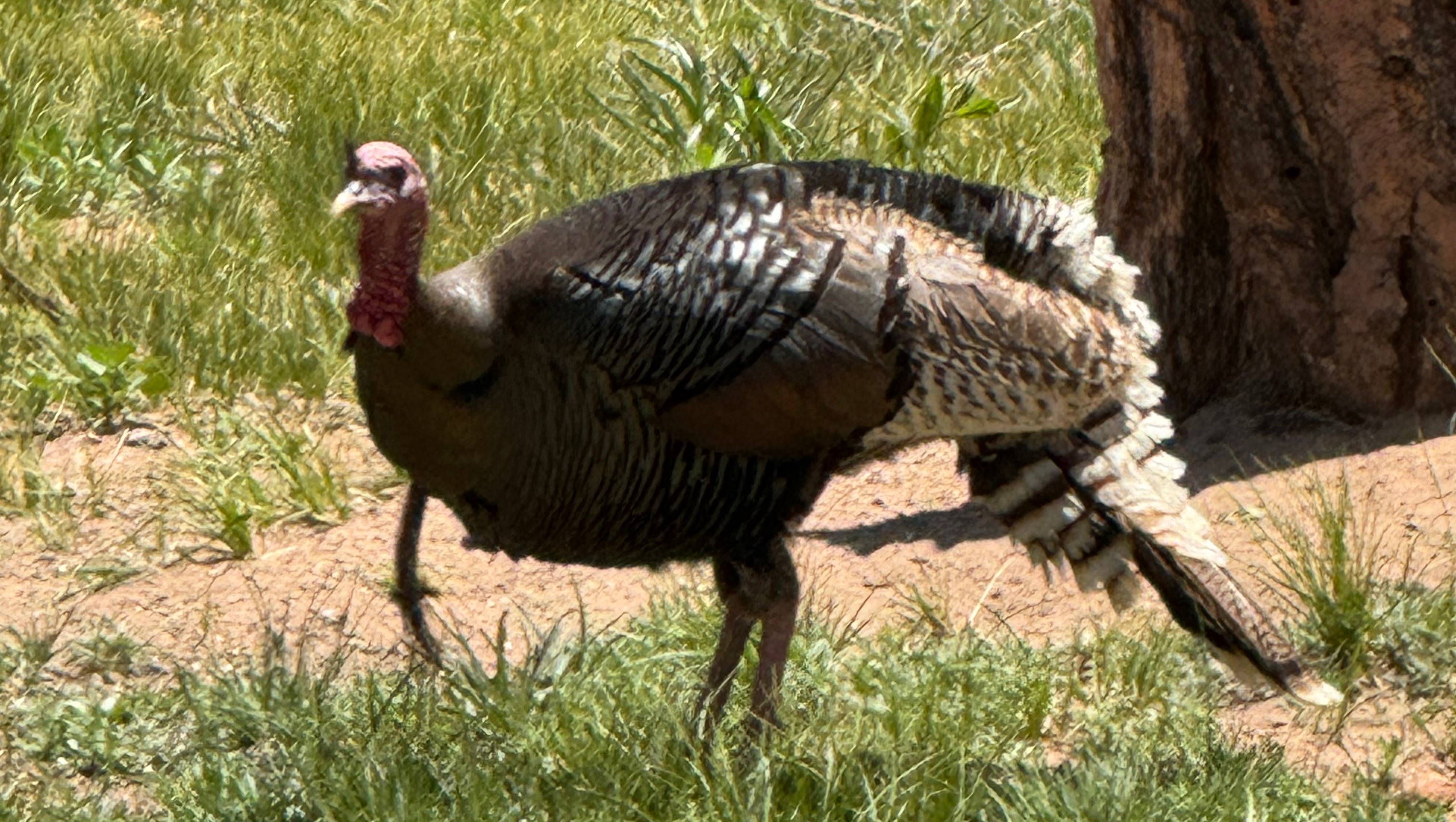 Fundraiser by Daniel Mullane Help OcateOjo Fire Dept. Get a Solar Gate