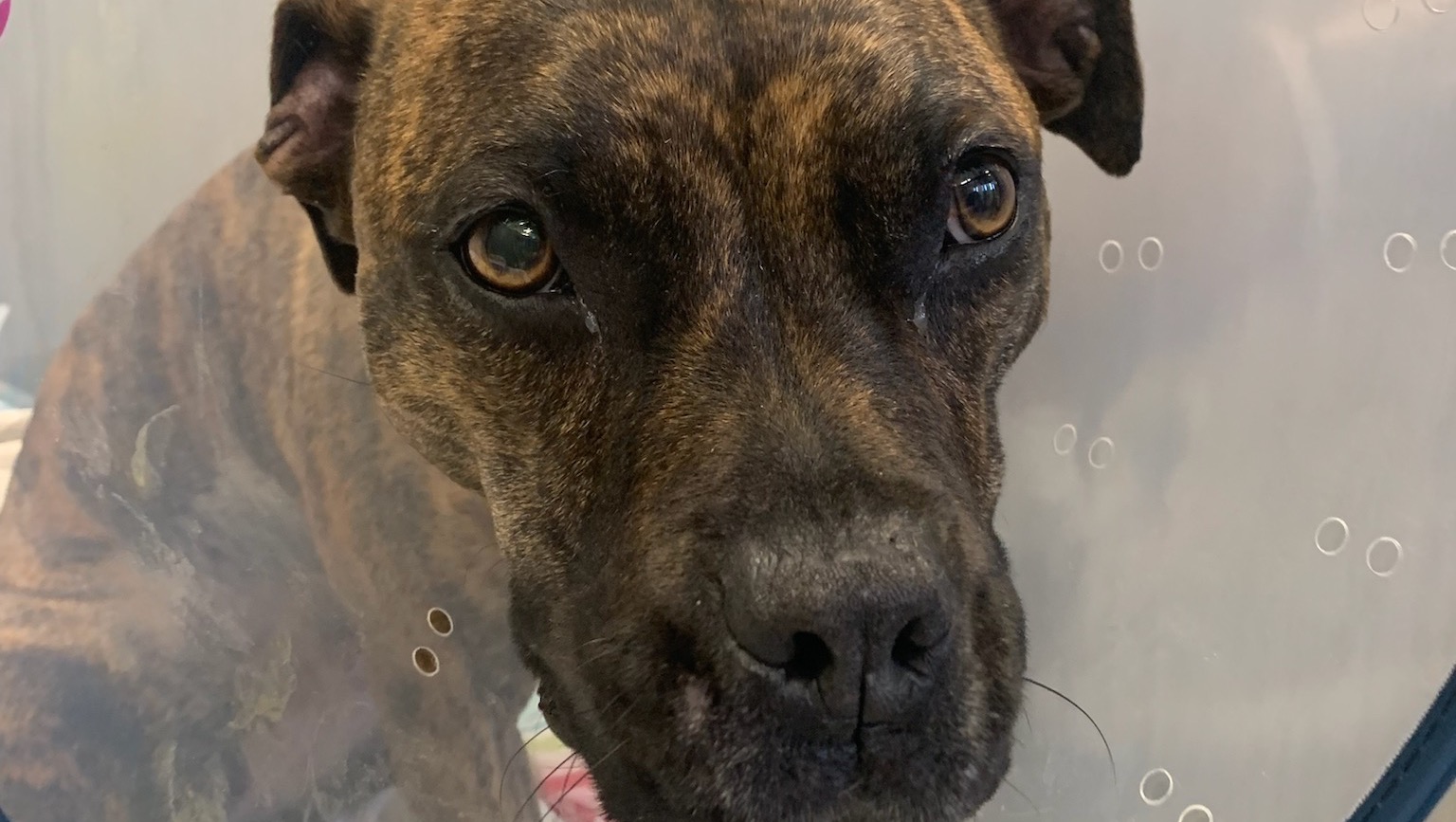 Fundraiser by Kaylee Gibson : Support Rhea's Road to Recovery