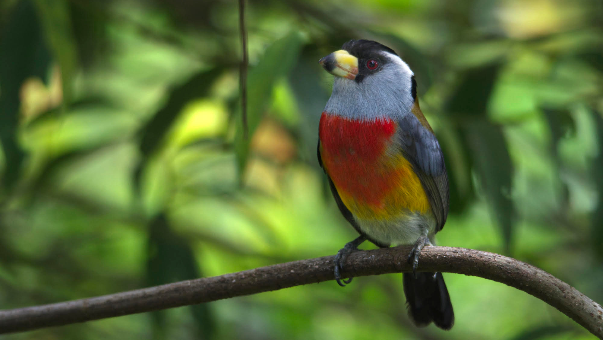 Support the Pacto-Amagusa-Mashpi Field Guide for Birds photo