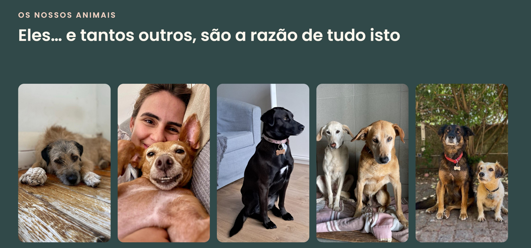 Foto de la campaña Building Nala's Sanctuary - Casa Abrigo da Nala, 6 de 7