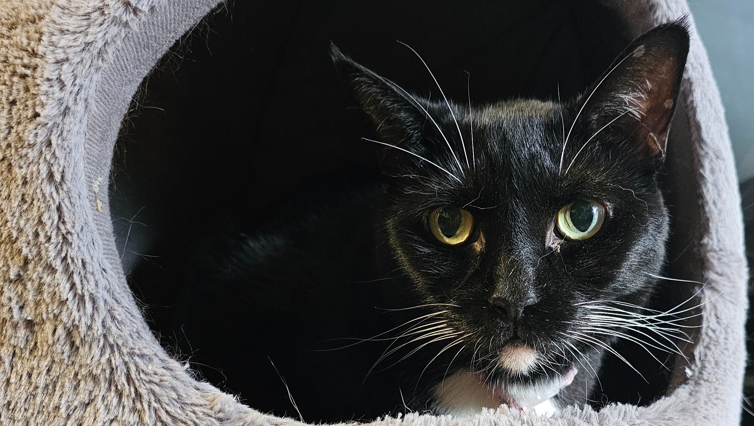 Support Petunia's Fight Against FIP photo