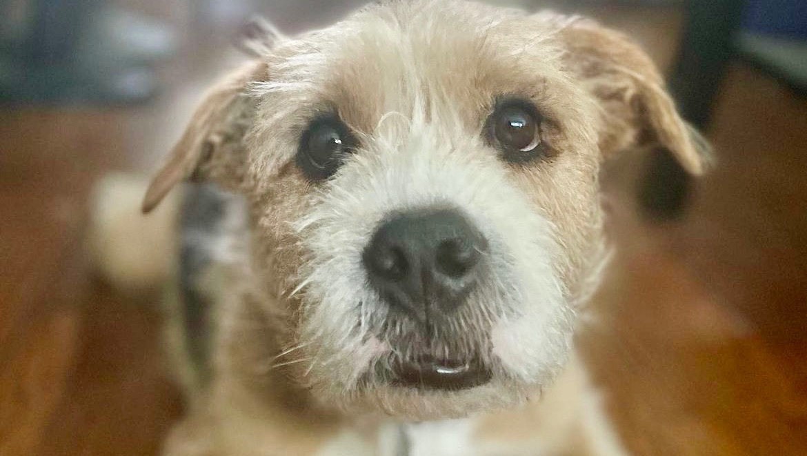 Rex Last Chance photo