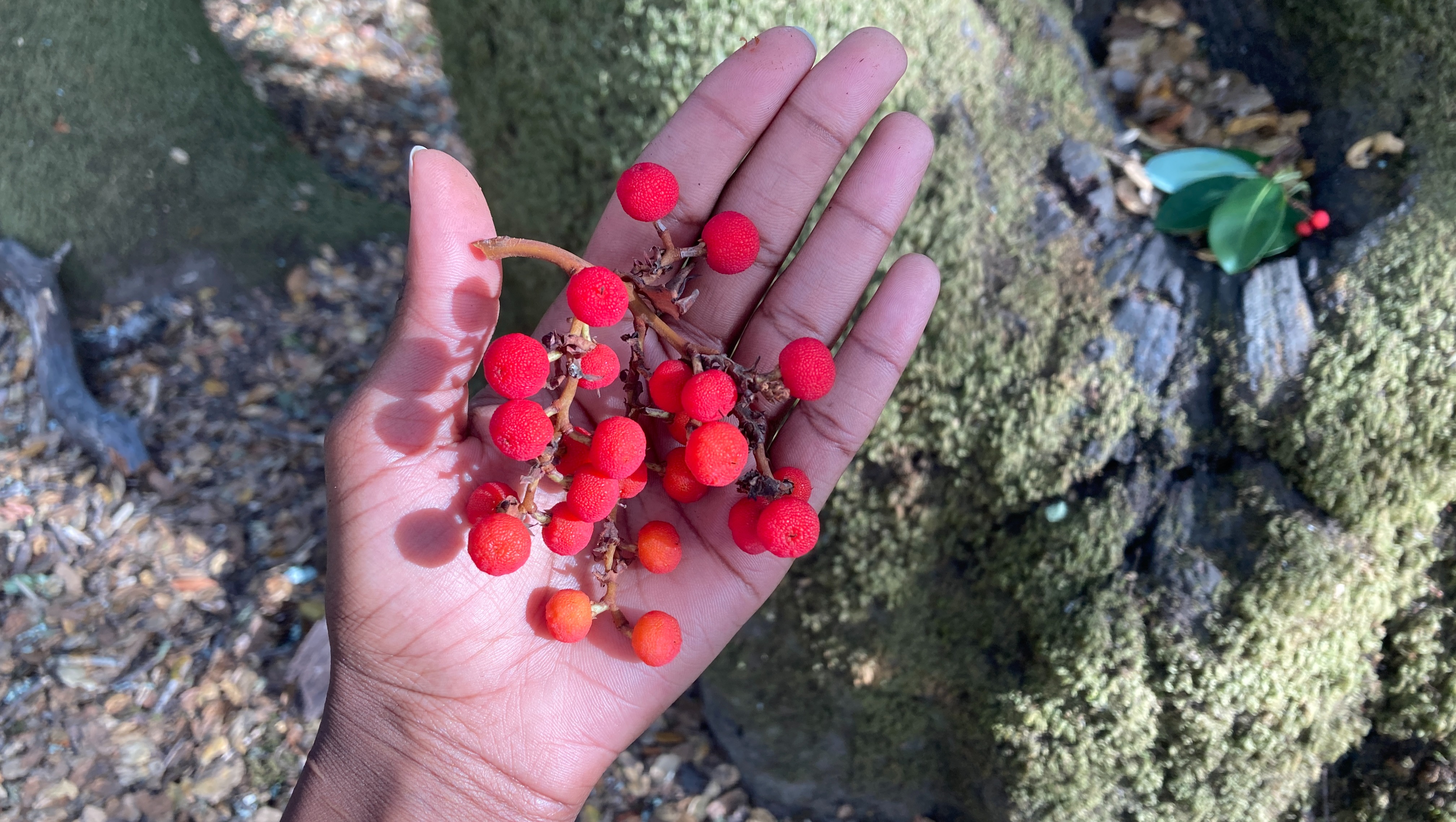 Support Jessica's Journey to Dharma Leadership photo