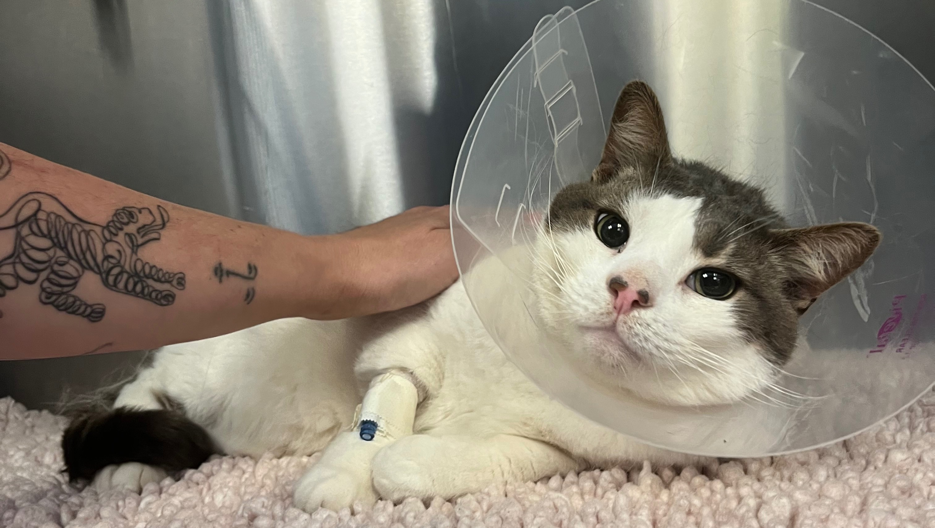 Help us Help Major Dude! photo