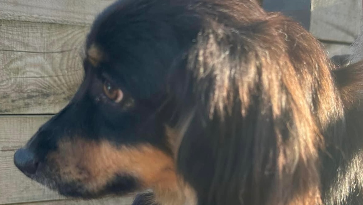 Boomer needs an urgent leg operation photo