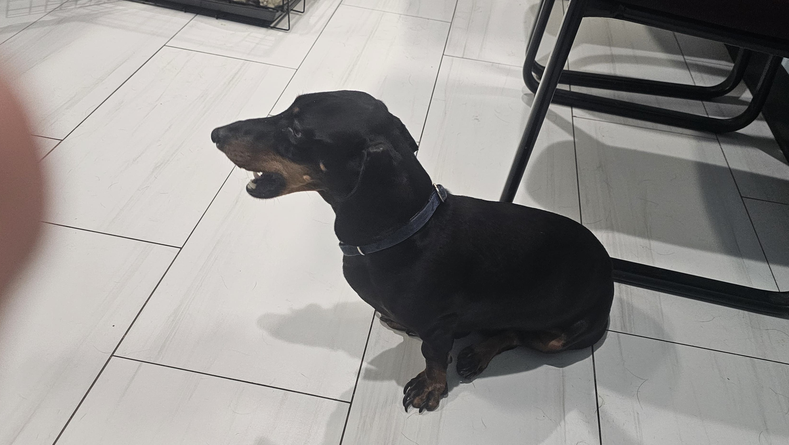 fundraiser-by-christina-gutierrez-help-peanut-overcome-ivdd-surgery-costs