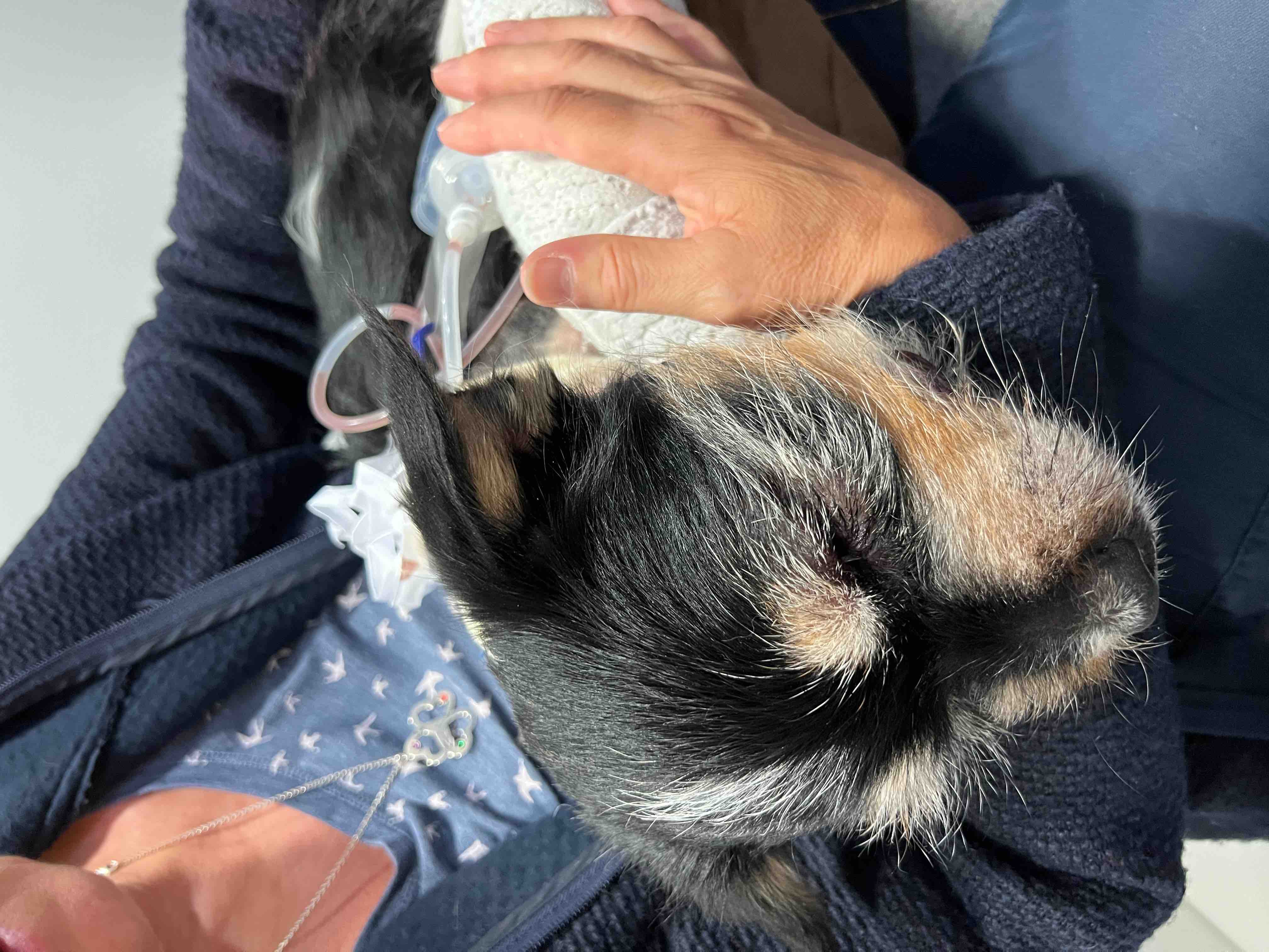 Fundraiser by Carmen Lesch Tierarzt Rechnung Hund Mila