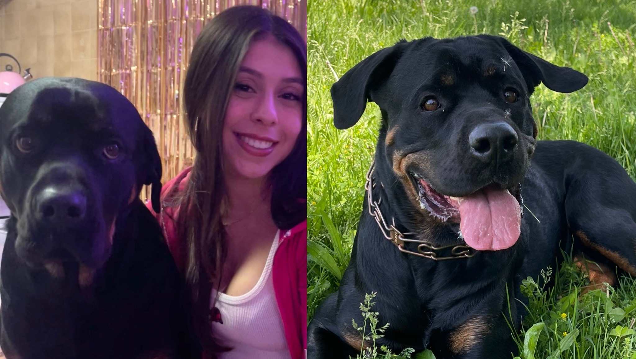 Fundraiser by Alexis Arias : Help Harley Get Leg Surgery