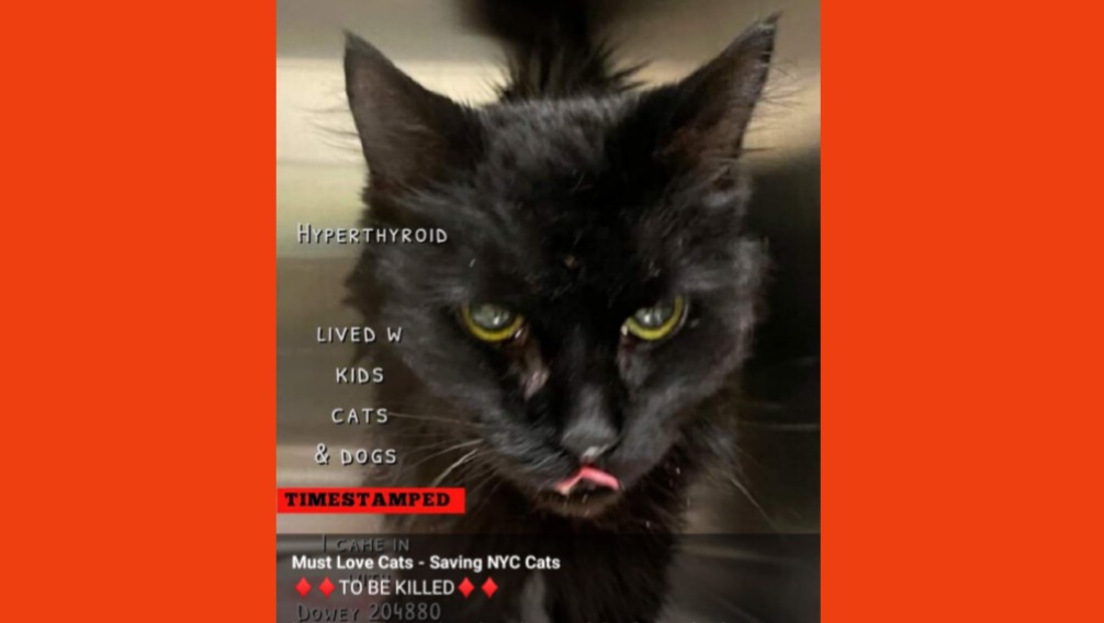 Fundraiser by Forgotten Whiskers : Save Dodo: Help Fund Her Flight to ...