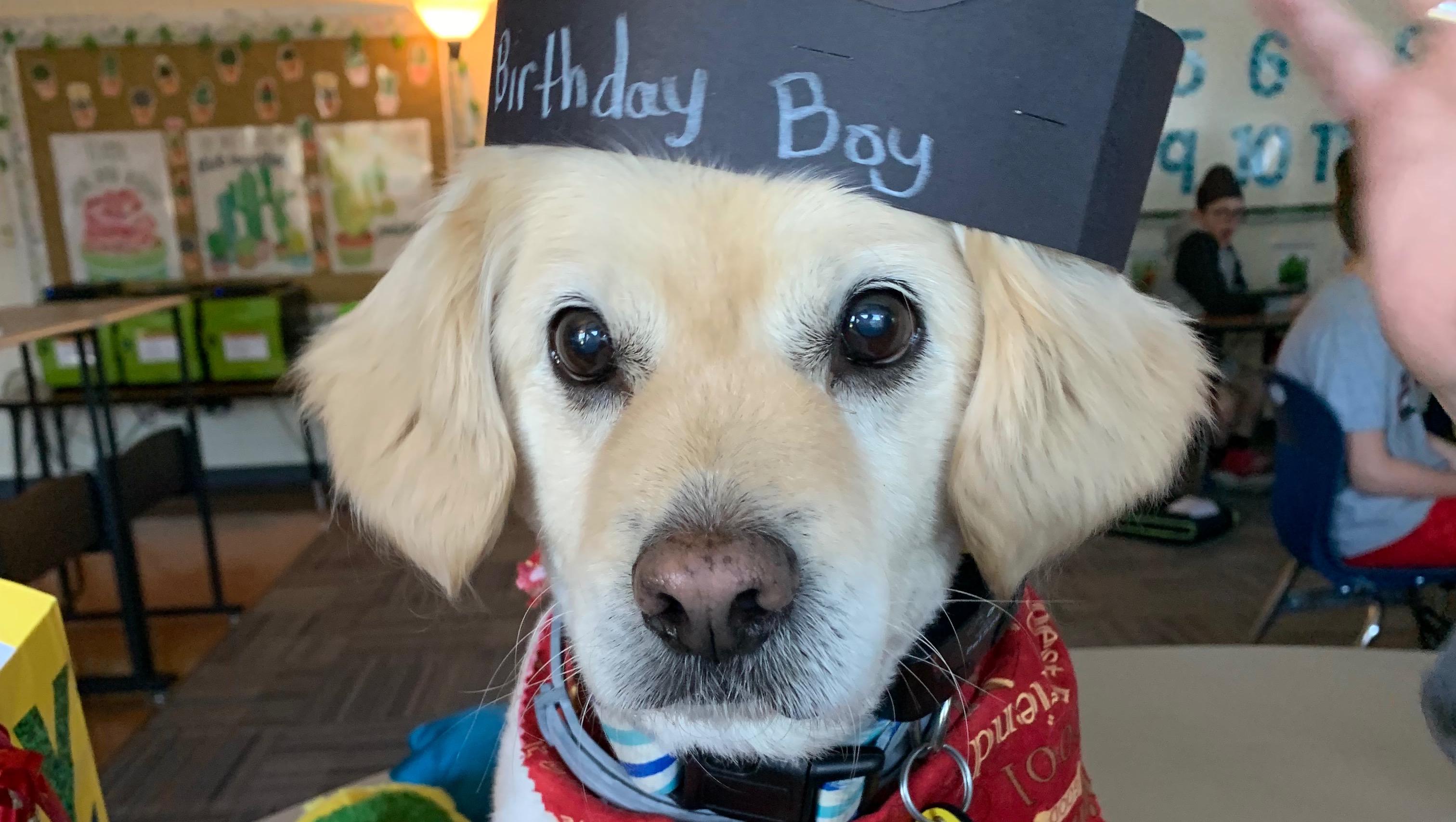 Fundraiser by Diana Wearing Therapy dog….Moe’s Surgical & Recovery Expenses