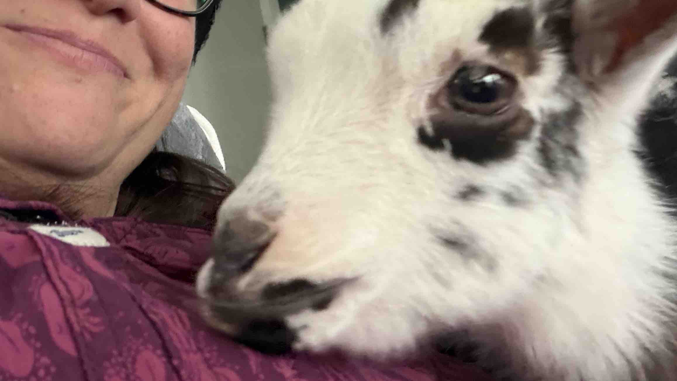 Help the Herd…Looking for Our Angels!! photo